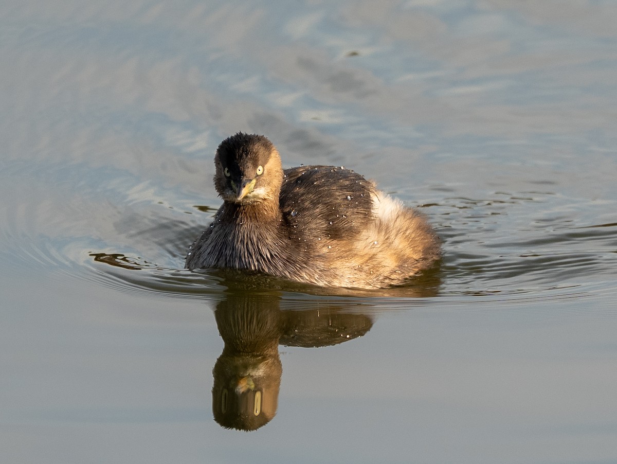 Little Grebe - ML647310444