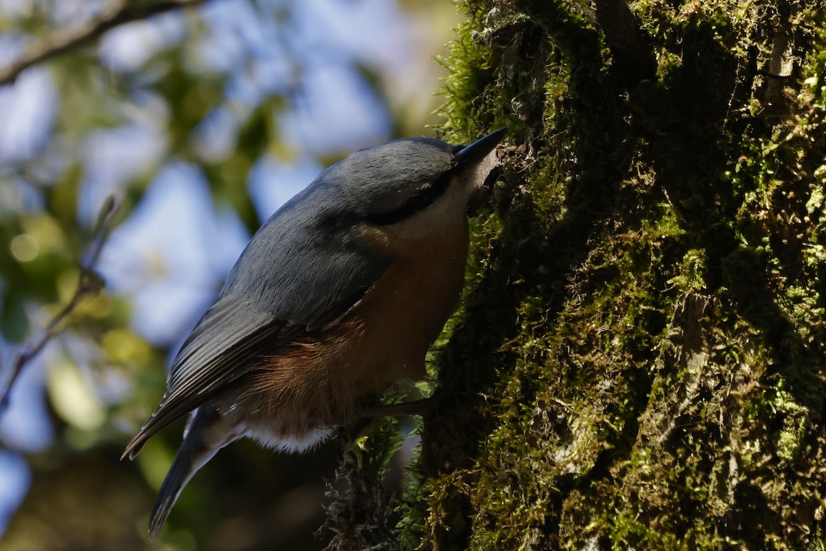 Повзик звичайний - ML647310446