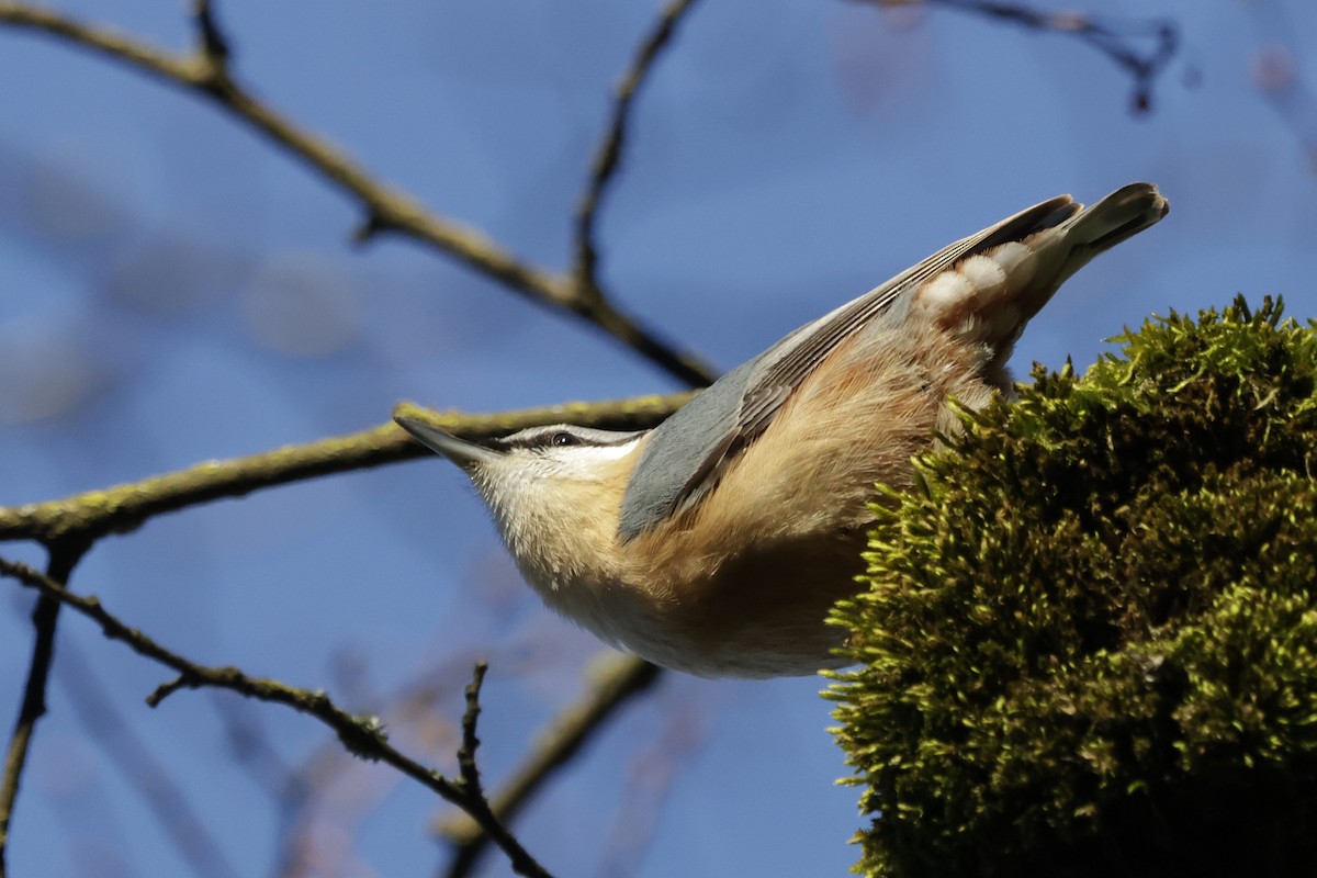 Повзик звичайний - ML647310447