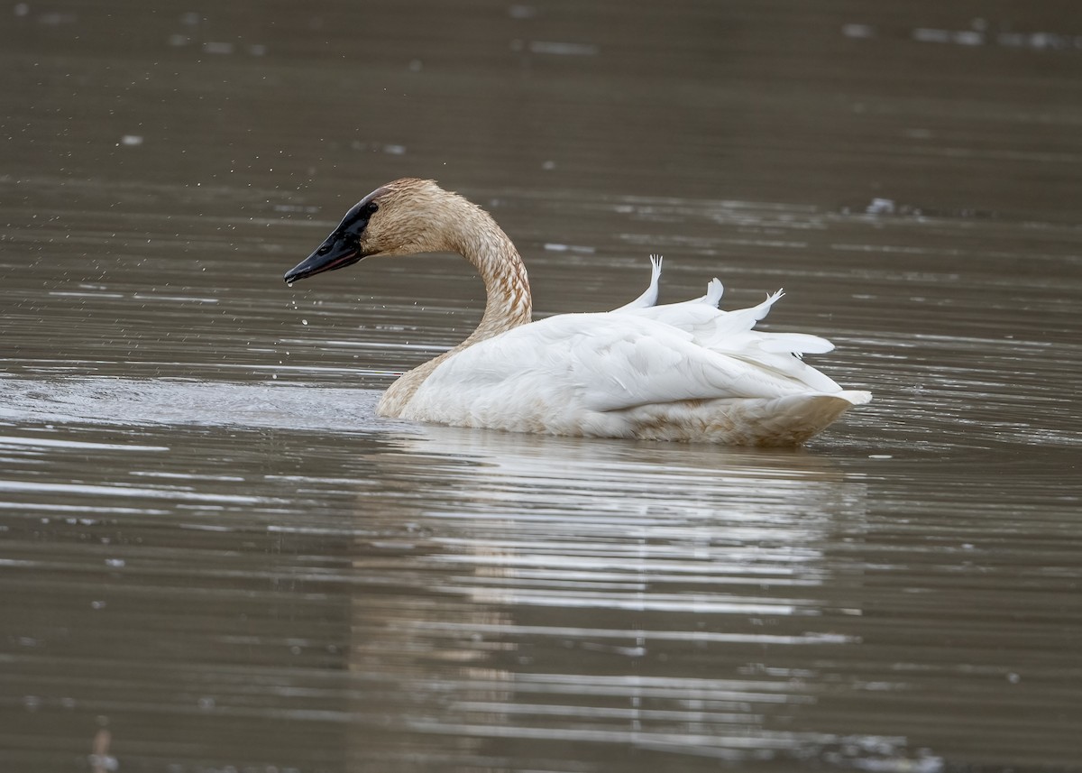 labuť trubač - ML647310450