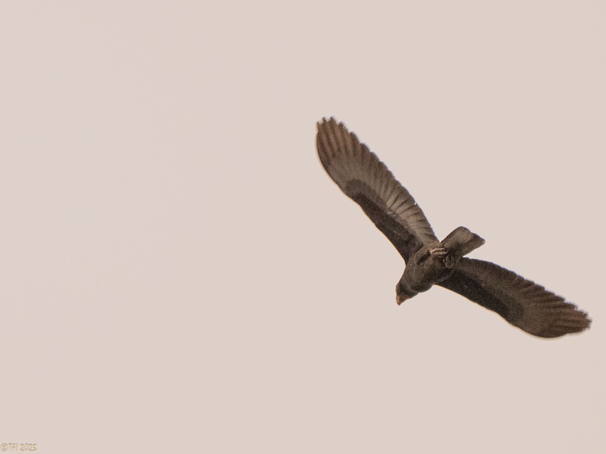 Greater/Lesser Vasa Parrot - ML647310458