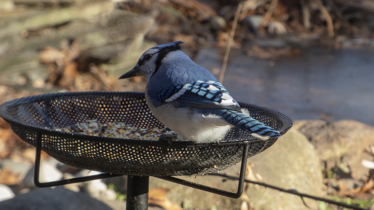 blåskrike - ML647310471