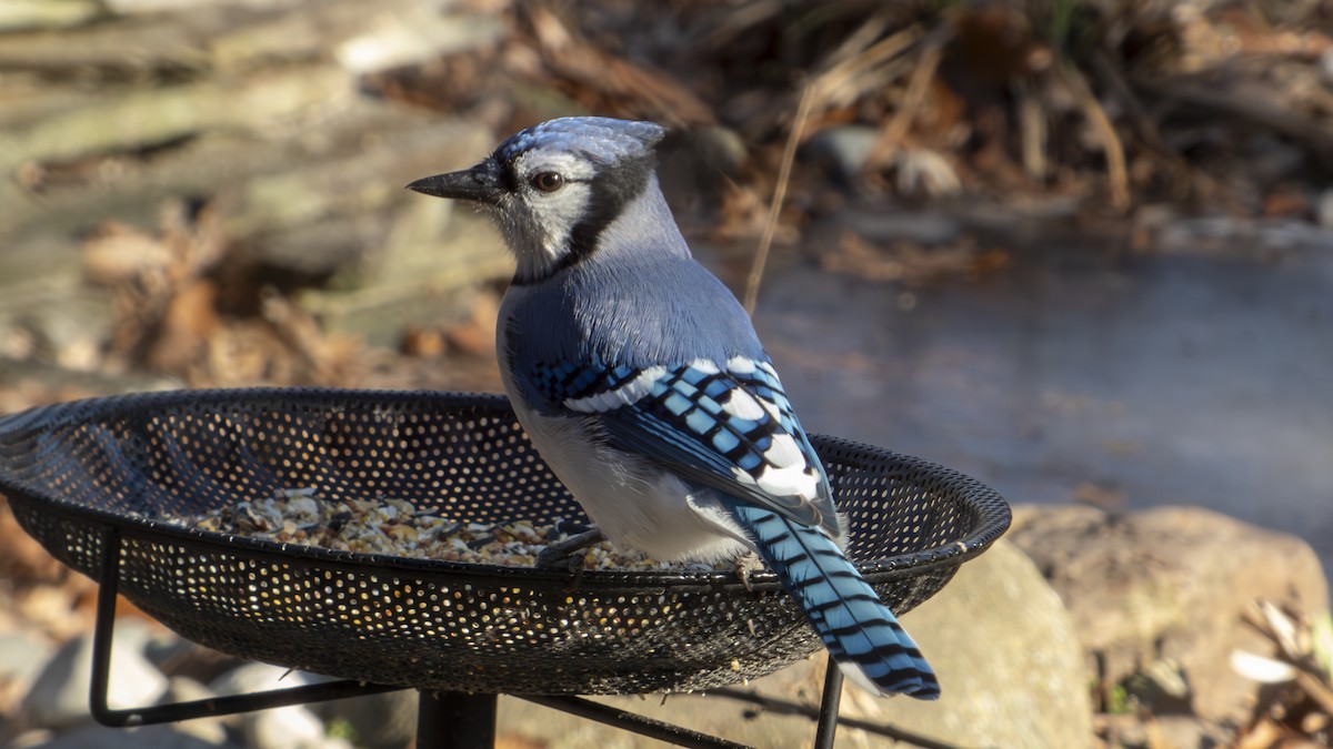 blåskrike - ML647310472