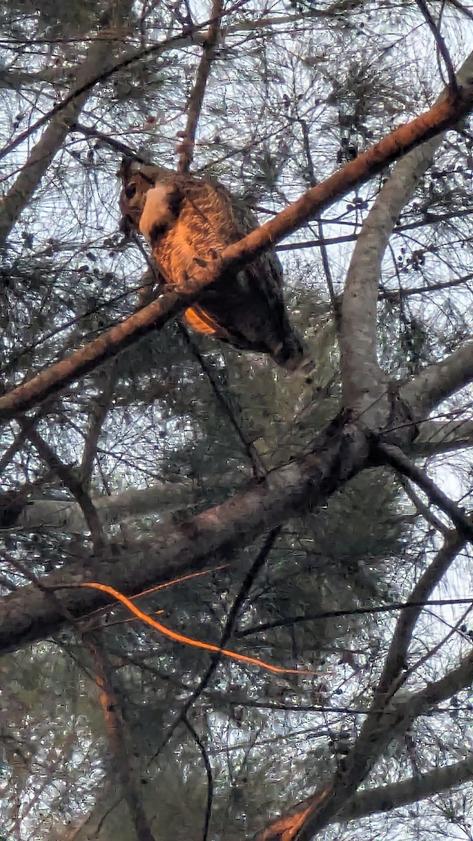 Great Horned Owl - ML647310476