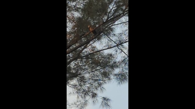 Great Horned Owl - ML647310477