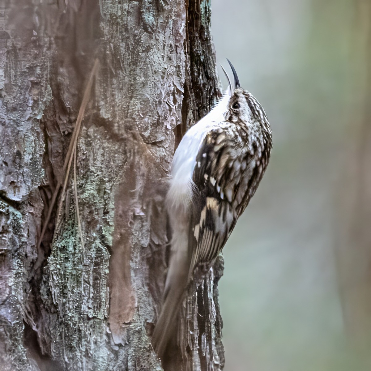 Brown Creeper - ML647310484