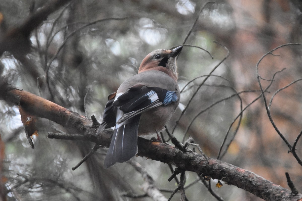 nøtteskrike - ML647310485