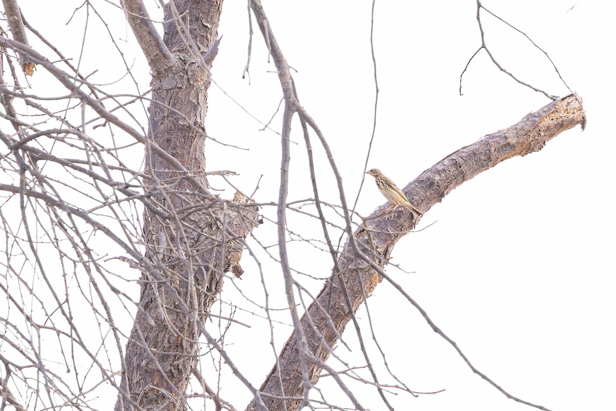 trepiplerke - ML647310487