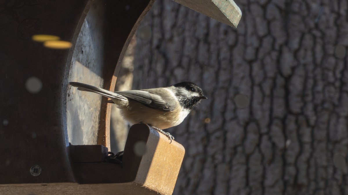 amerikameis - ML647310488