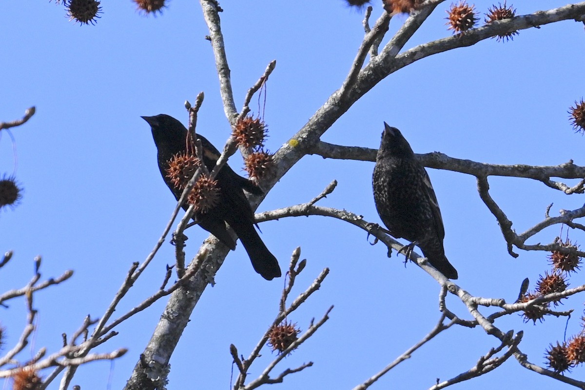 rødvingetrupial - ML647310489