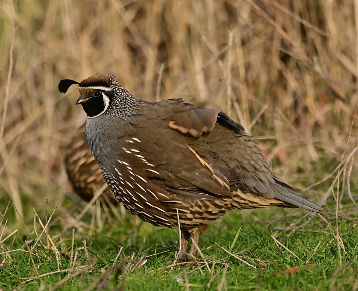 kaliforniavaktel - ML647310490