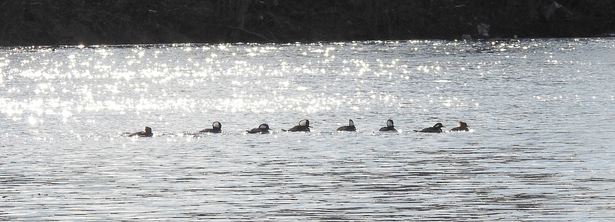 hjelmfiskand - ML647310491