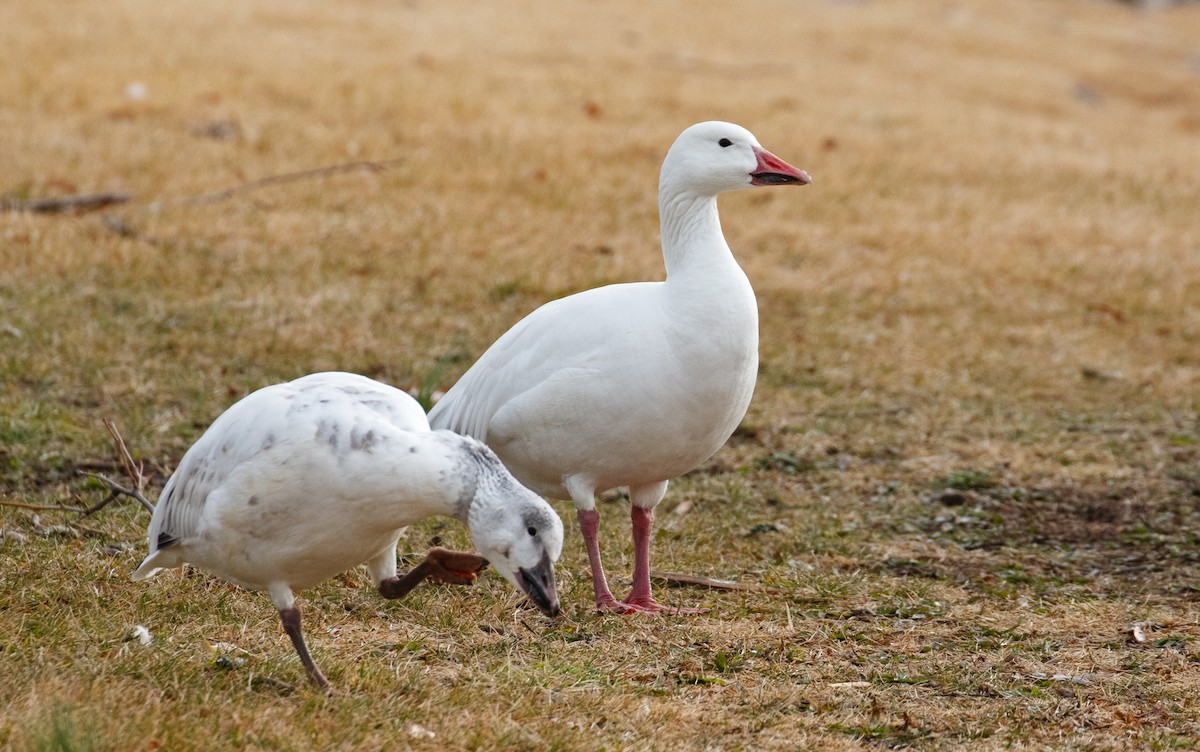 snøgås - ML647310493