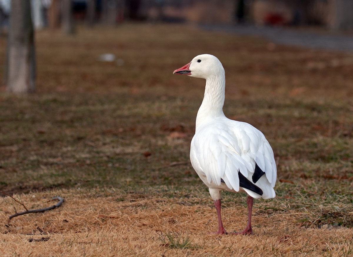 snøgås - ML647310494