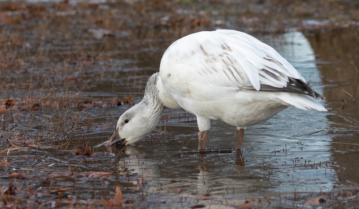 snøgås - ML647310495