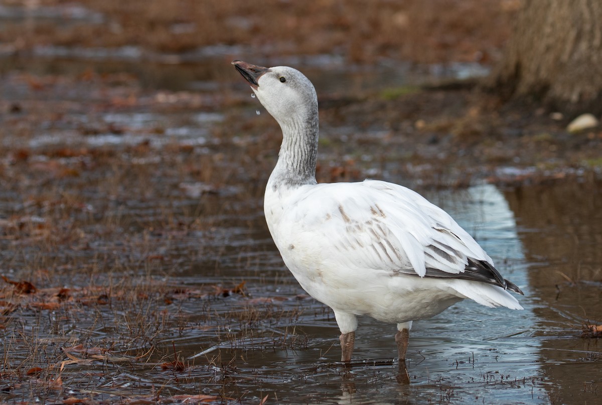 snøgås - ML647310496