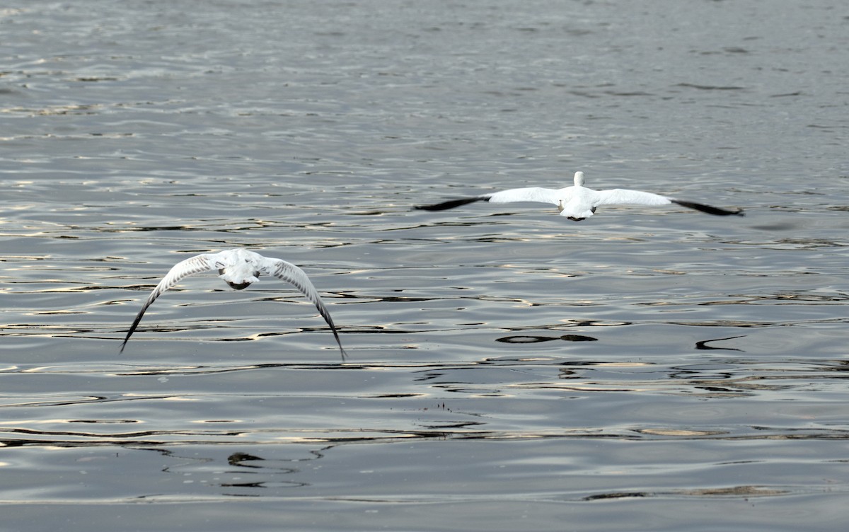 snøgås - ML647310497