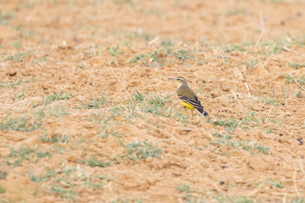 gulerle - ML647310498