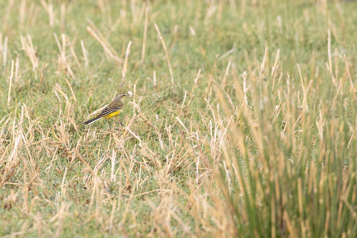 gulerle - ML647310499