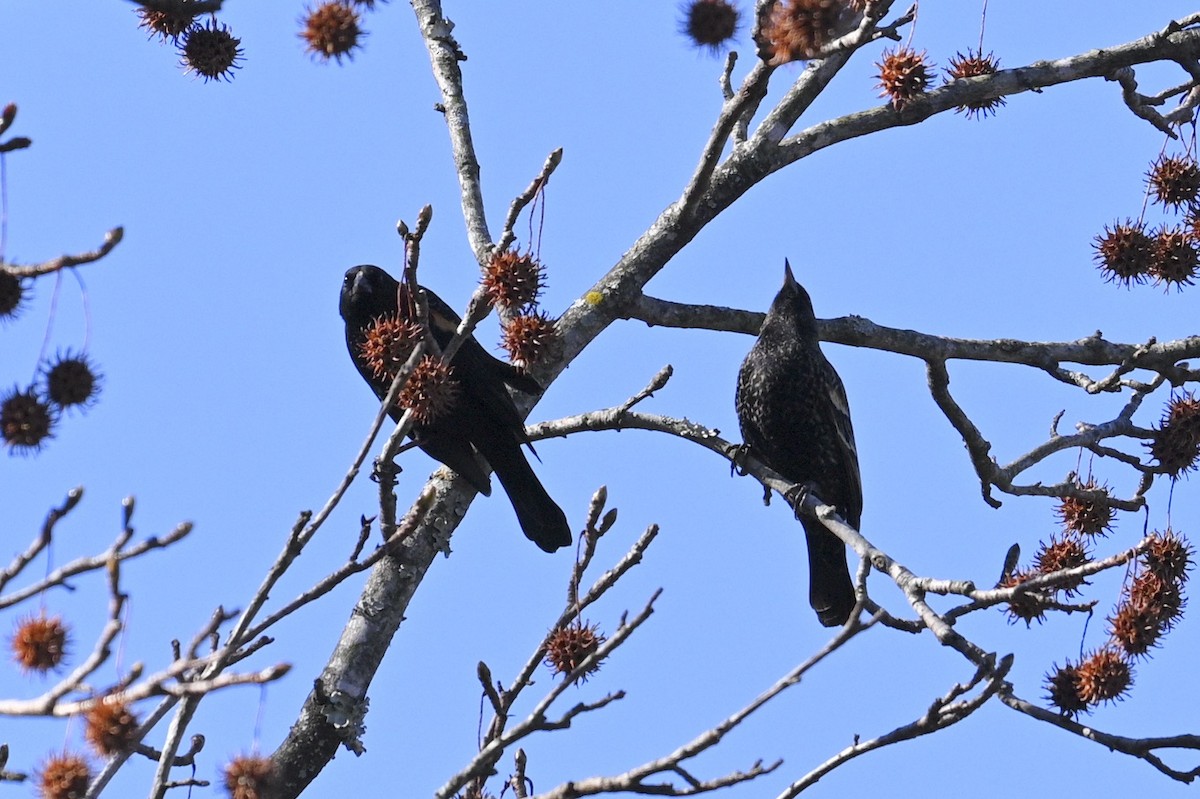 rødvingetrupial - ML647310502