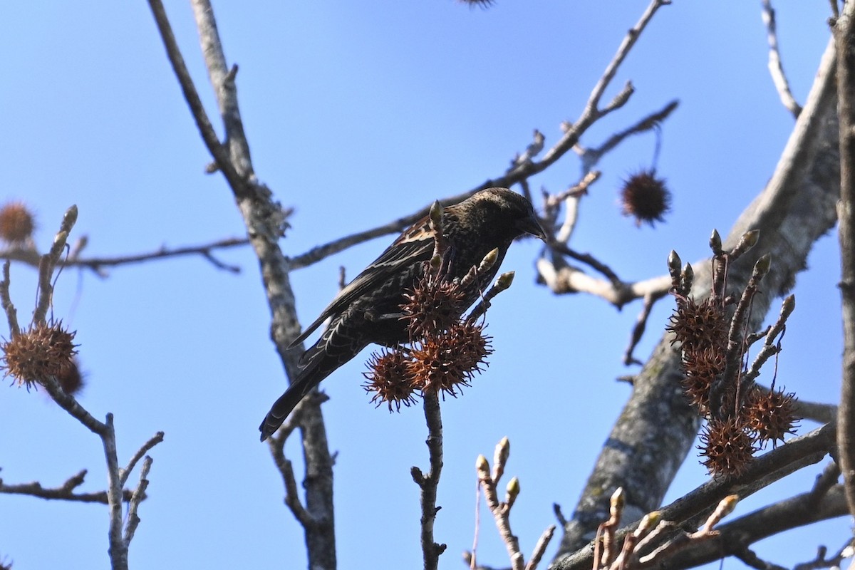 rødvingetrupial - ML647310503