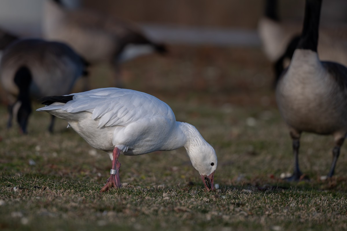 snøgås - ML647310508