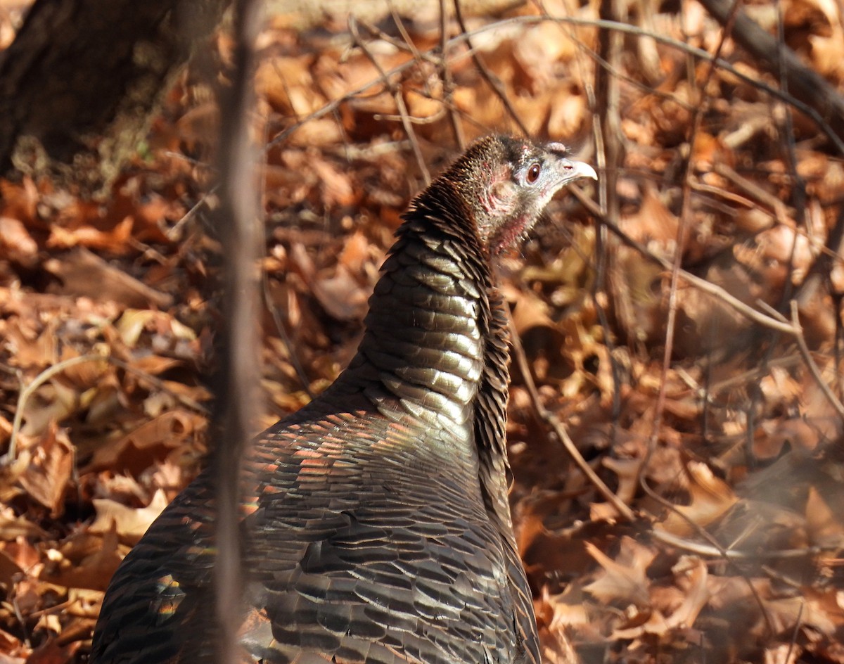 kalkun - ML647310509