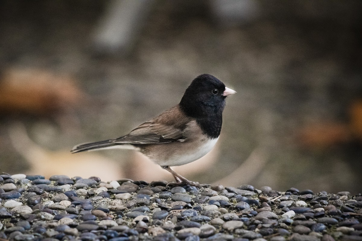 vinterjunko - ML647310511