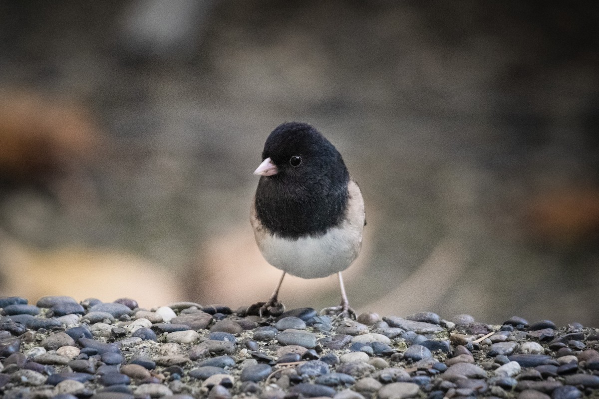 vinterjunko - ML647310512