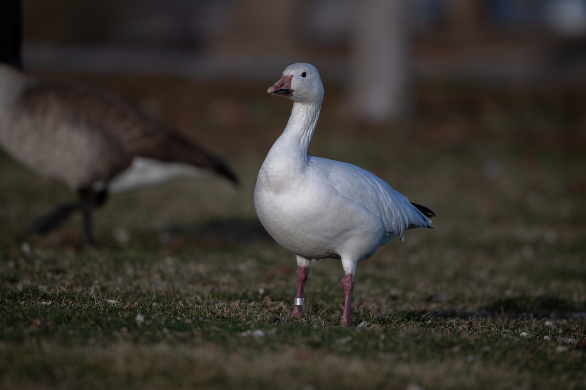 snøgås - ML647310513