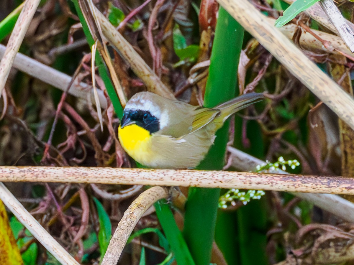 nordgulstrupe - ML647310515