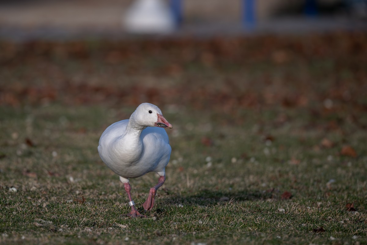 Snow Goose - ML647310517