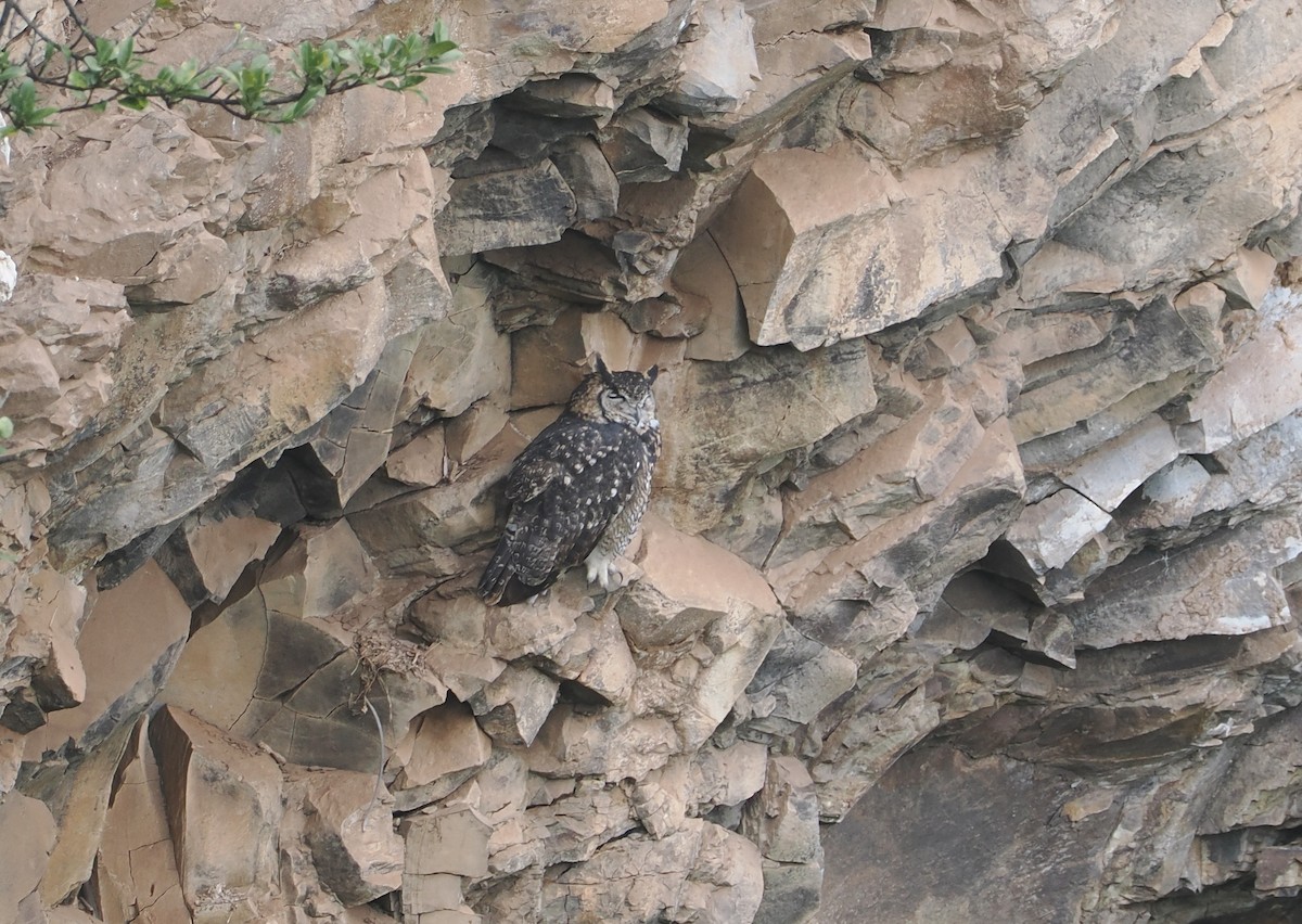 Пугач капський - ML647310518