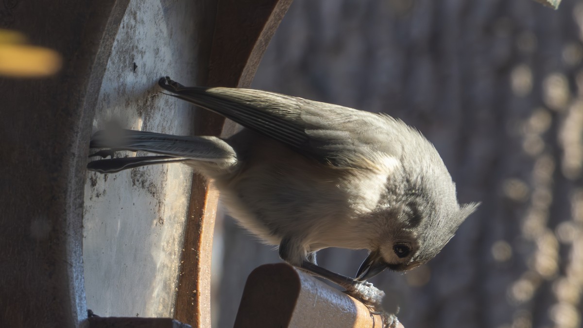 gråduskmeis - ML647310523