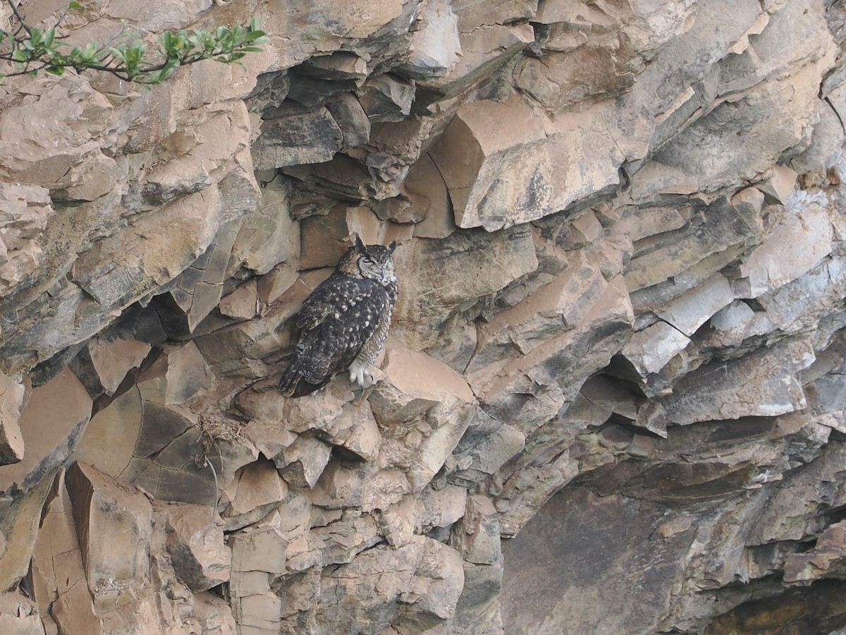 Пугач капський - ML647310525