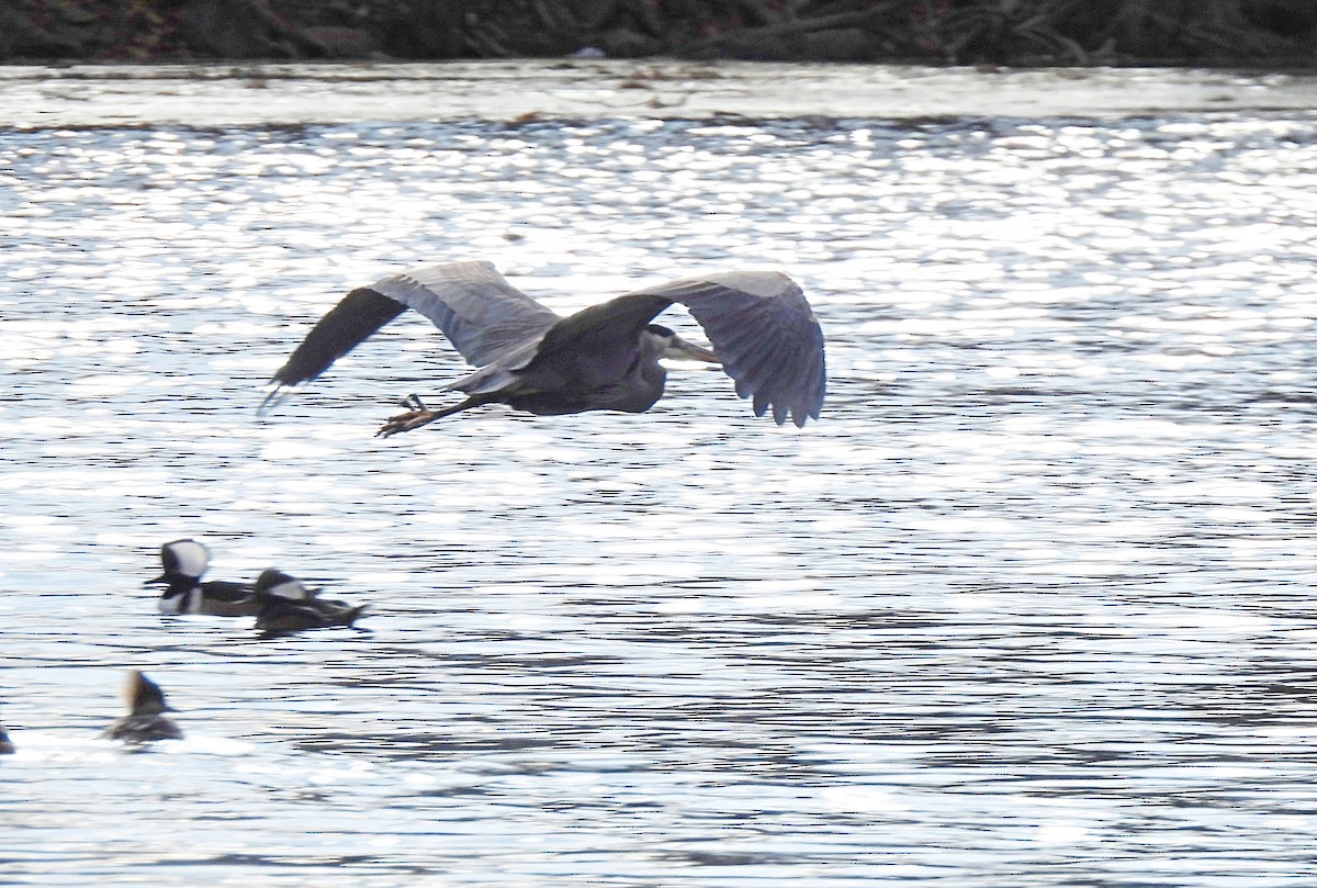 herodiashegre - ML647310529