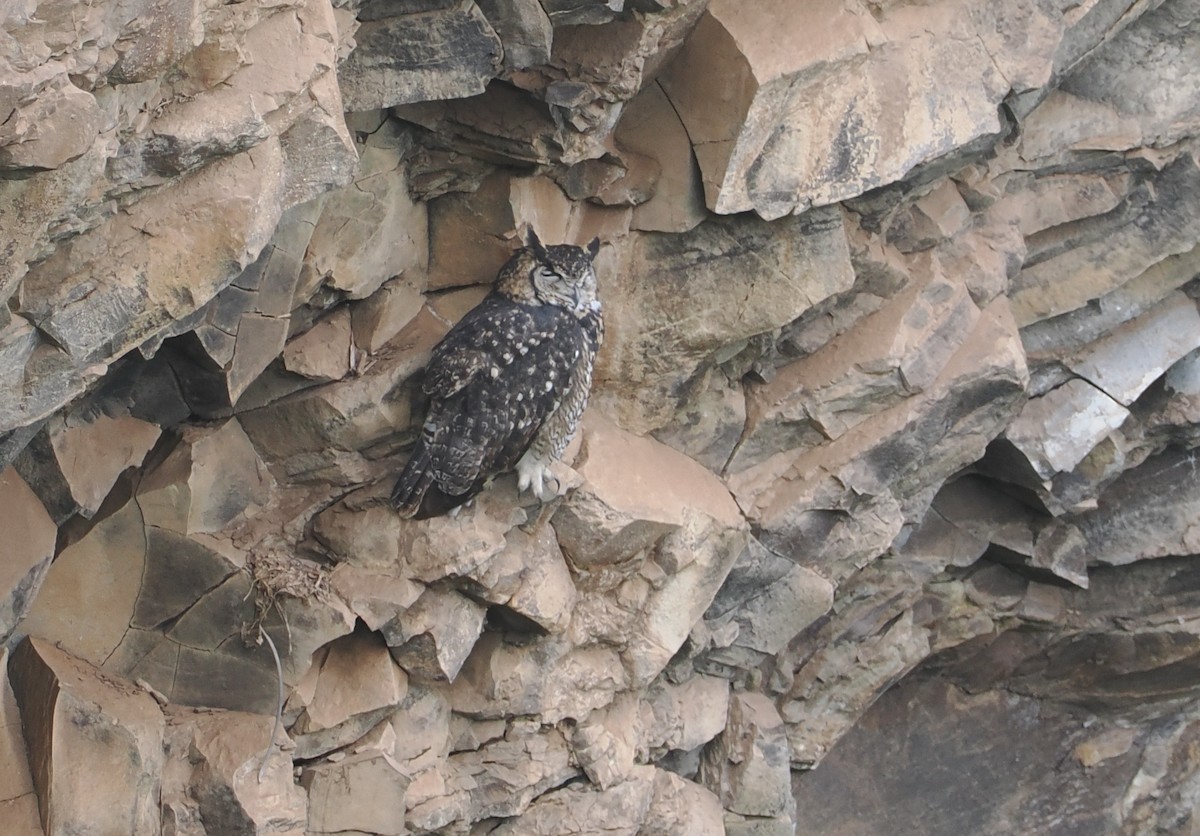 Cape Eagle-Owl - ML647310530