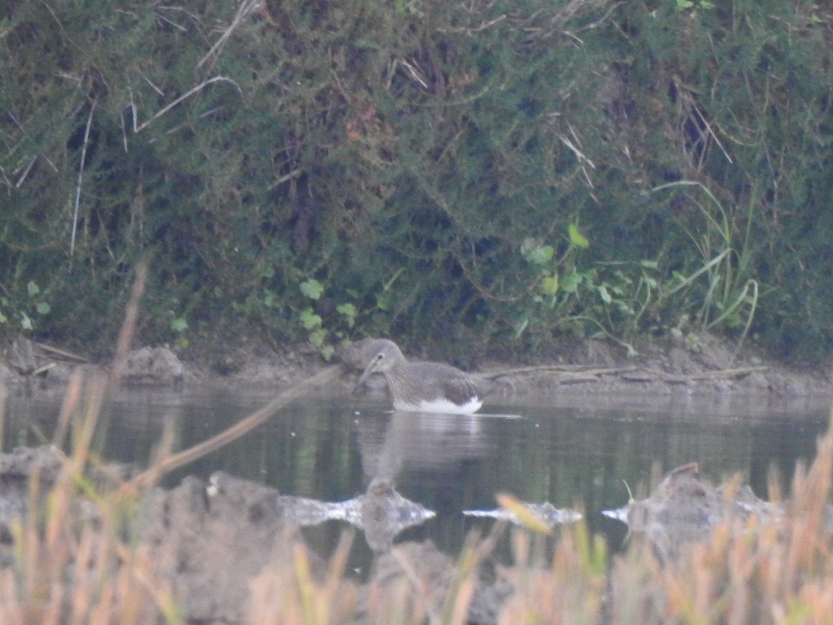 skogsnipe - ML647310531