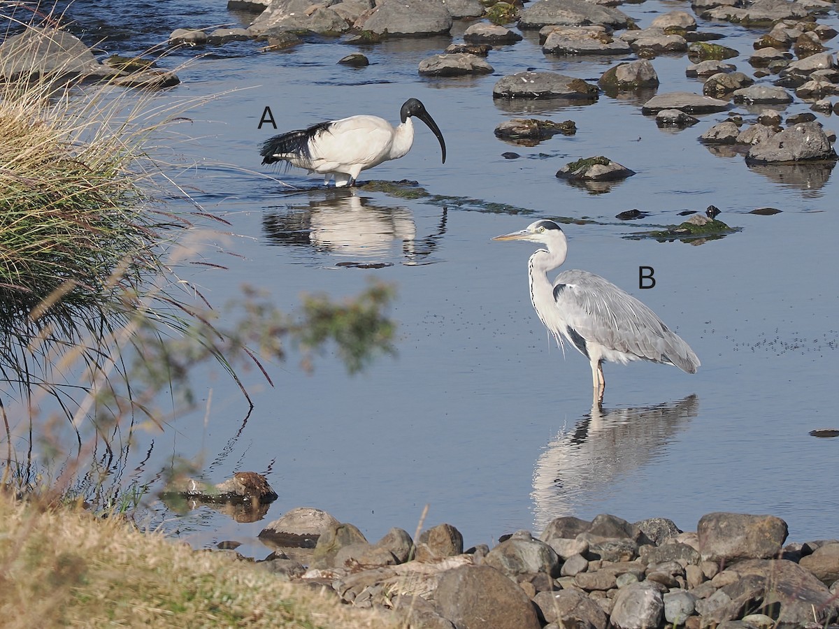 gråhegre (cinerea/jouyi) - ML647310533