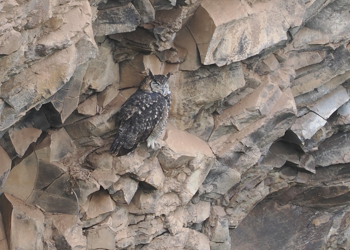 Пугач капський - ML647310535