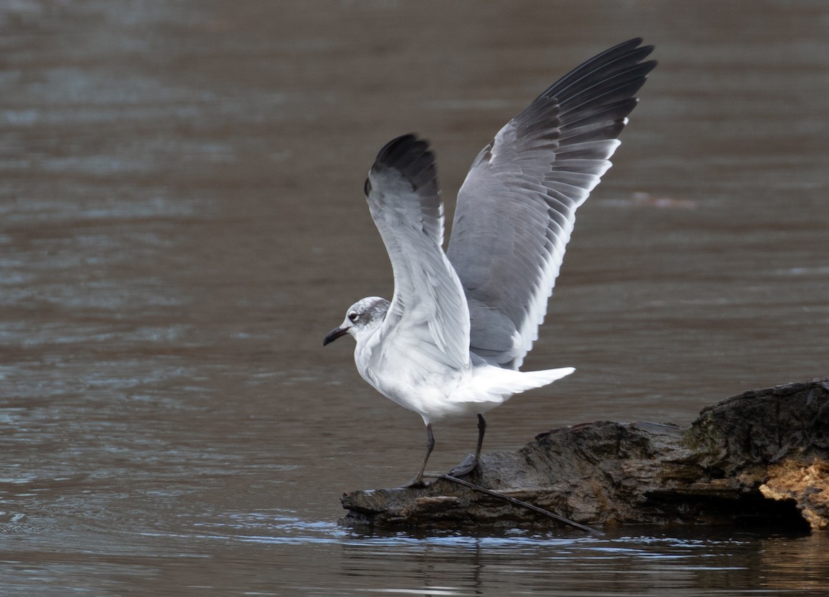 Laughing Gull - ML647310536