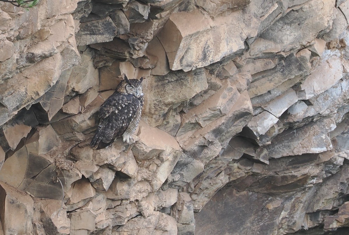 Пугач капський - ML647310539