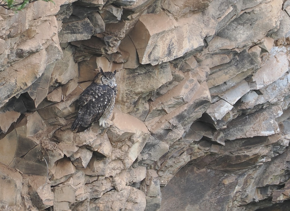 Пугач капський - ML647310547