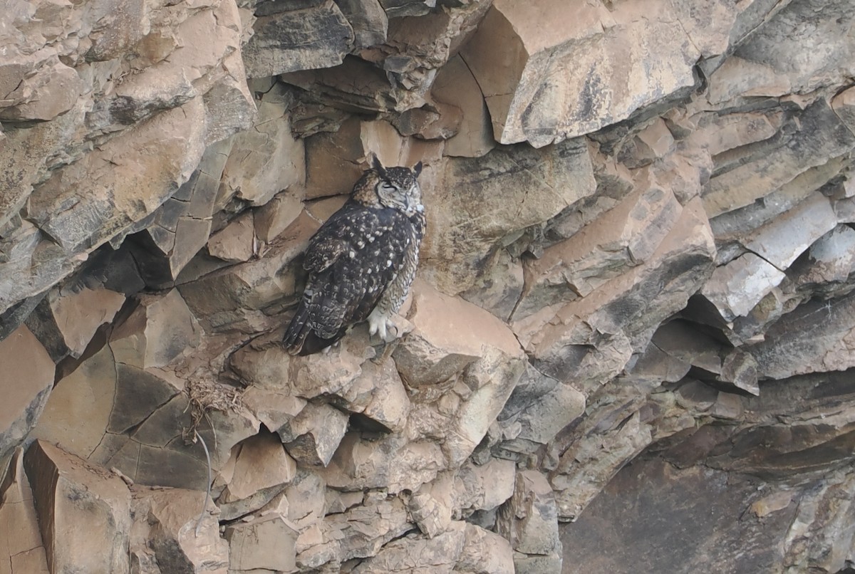 Пугач капський - ML647310551