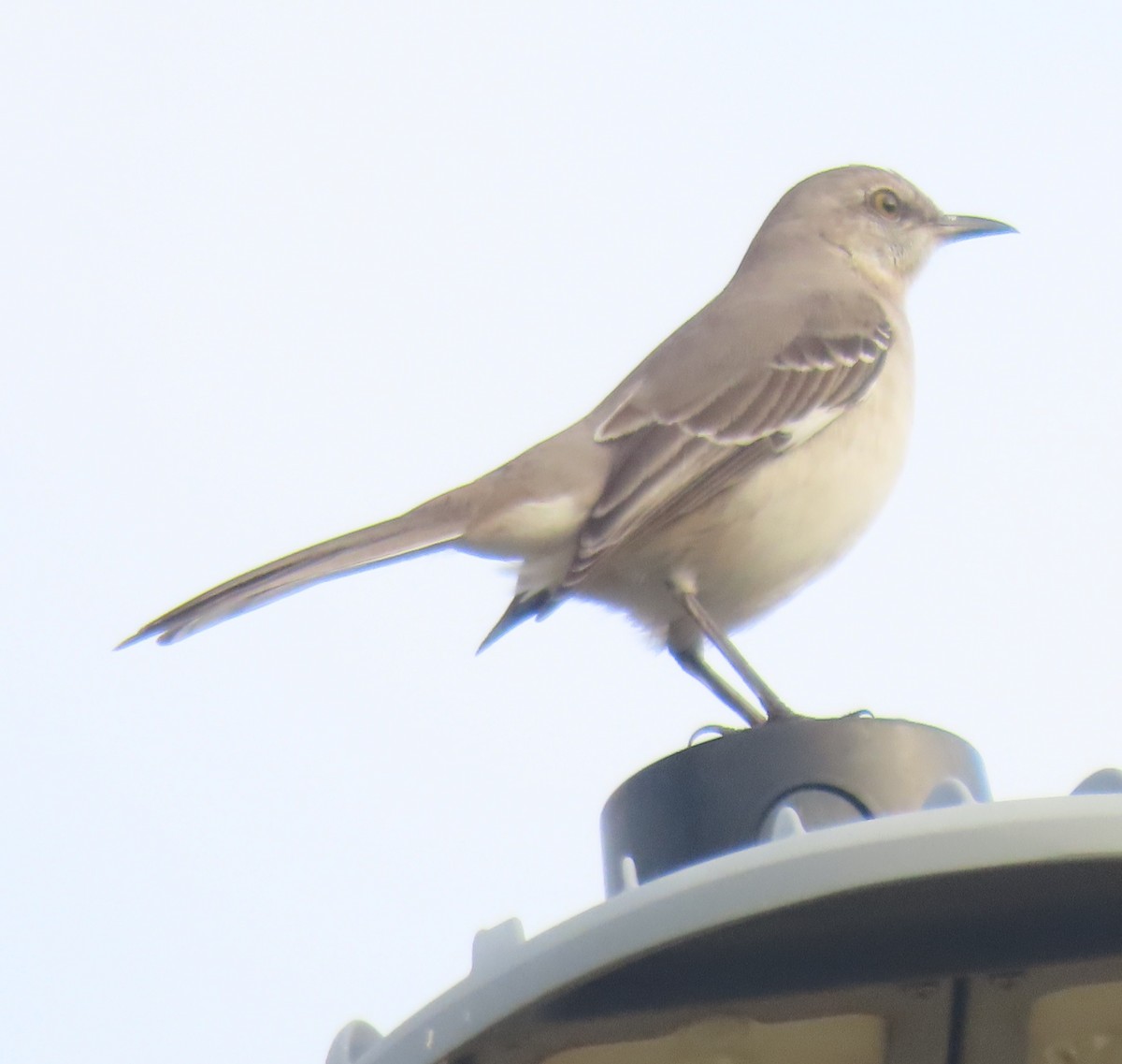 Пересмішник багатоголосий - ML647310557