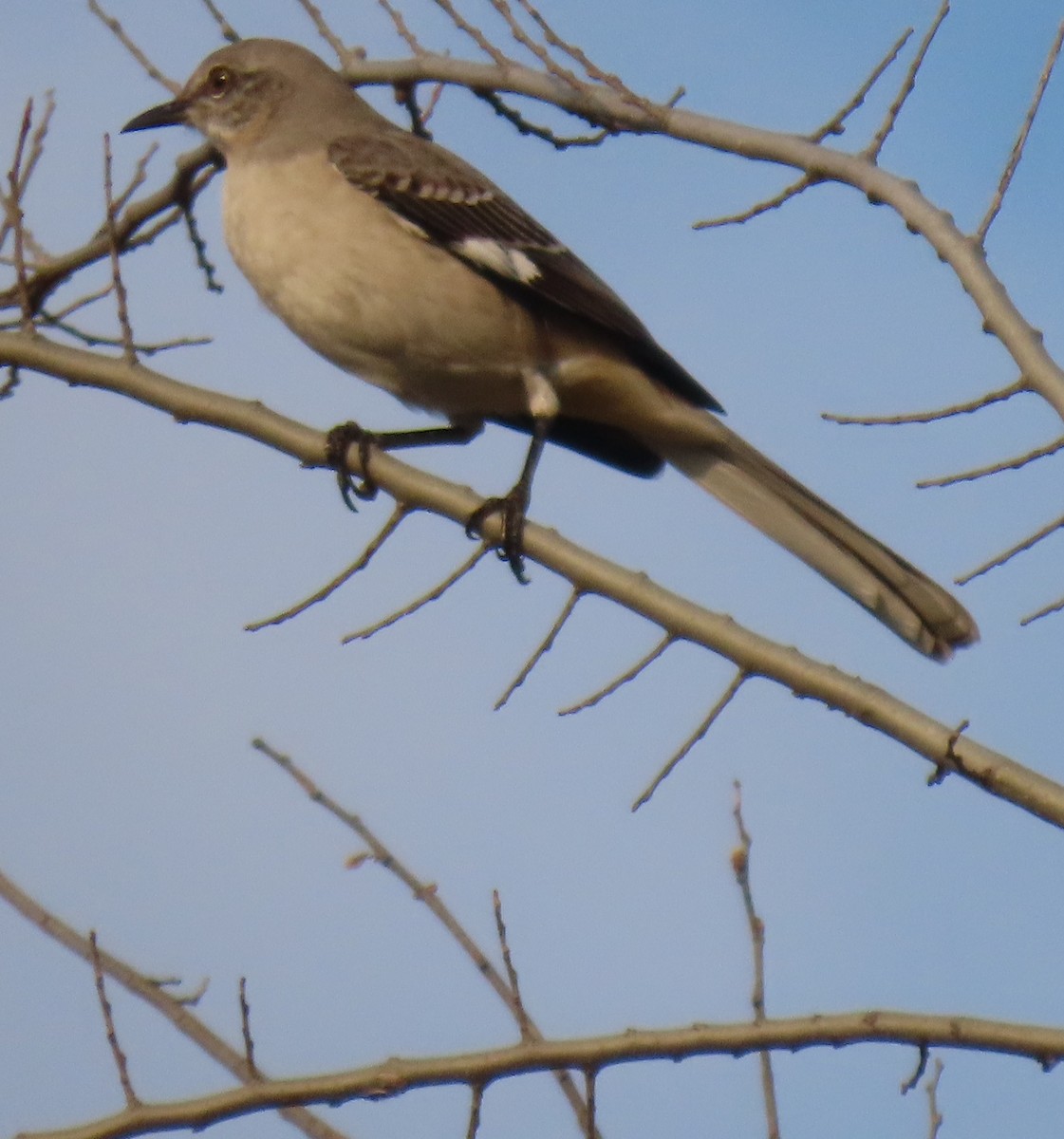 Пересмішник багатоголосий - ML647310558