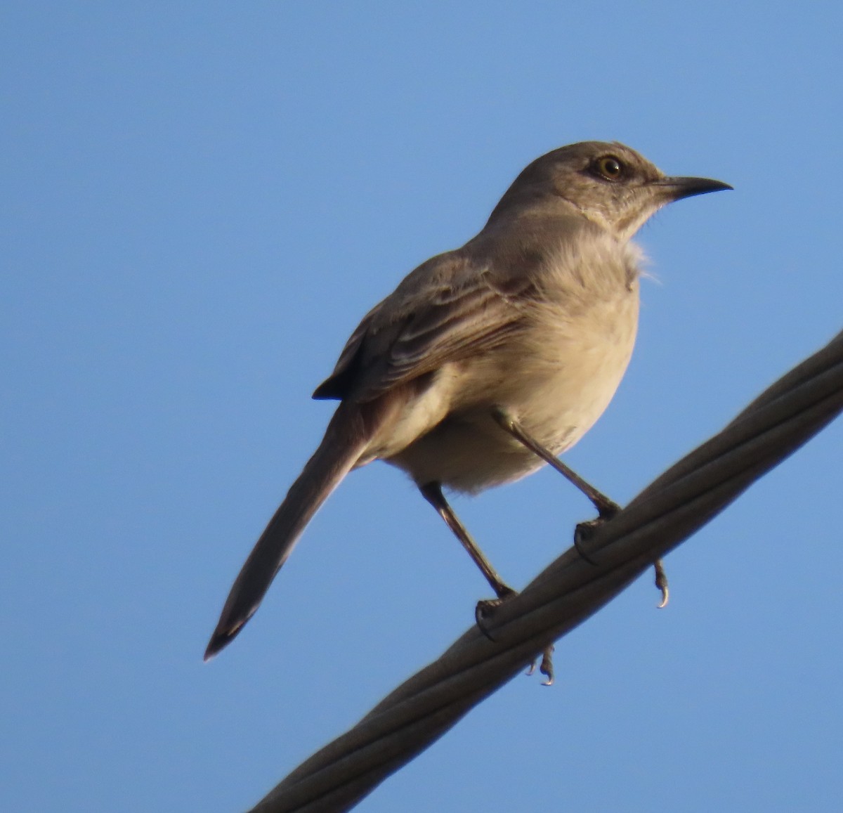 Пересмішник багатоголосий - ML647310559