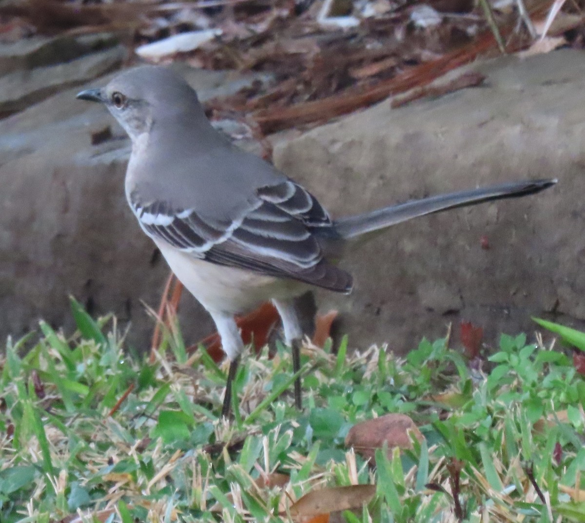 Пересмішник багатоголосий - ML647310560