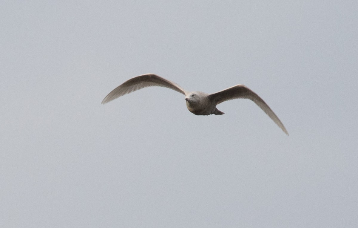 Glaucous Gull - ML647310567