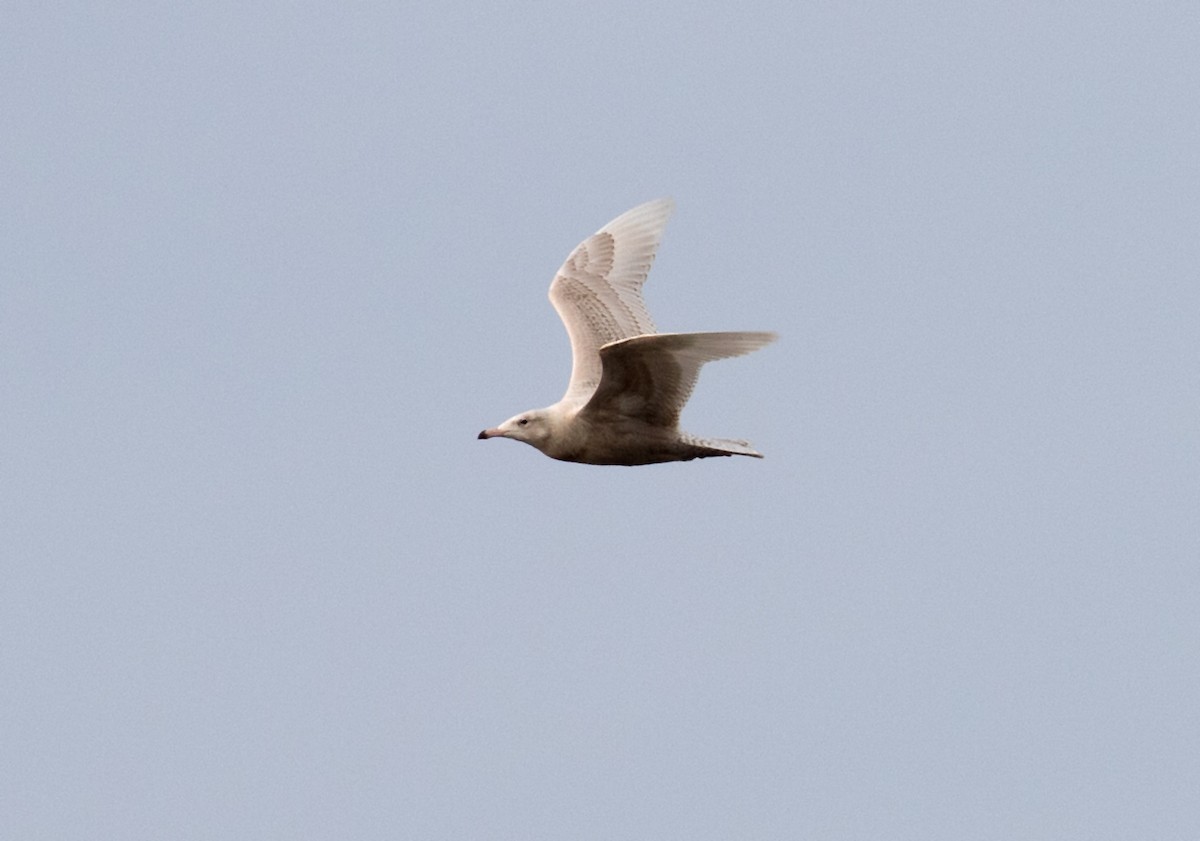 Glaucous Gull - ML647310568